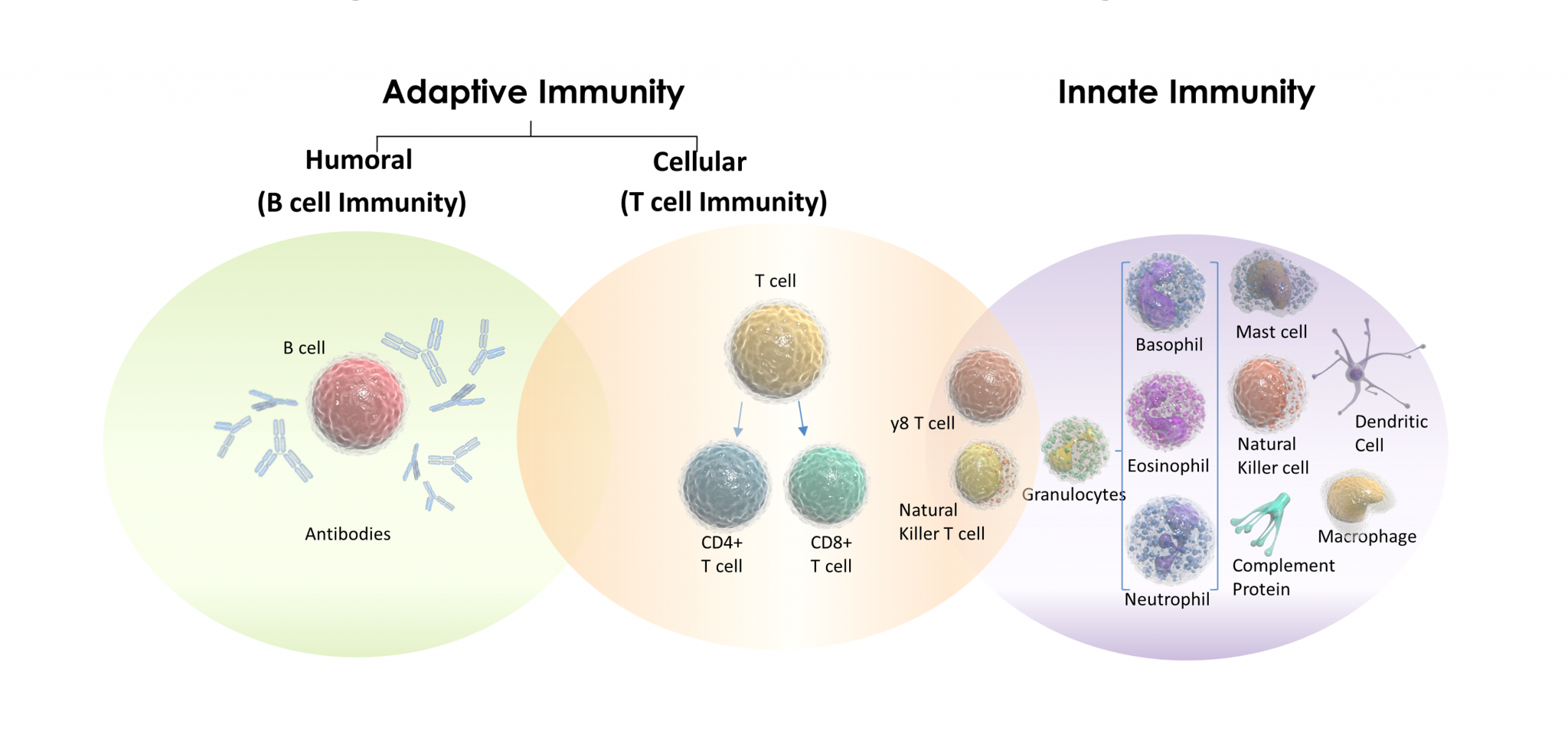 Innate Immunity